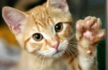 11 naukowych dowodów na to, że kot pomaga w życiu