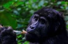Prezydent Kamerunu wstrzymał dekret o wycince lasu