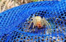 Jadowity pająk w obornickich lasach