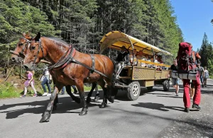 Harnaś i Kuba wożą turystów nad Morskie Oko. "To nie są konie pociągowe"