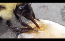 Przybicie piątki przez pszczołę