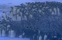 Ciekawe wyniki modelowania zbijania się pingwinów cesarskich w gromadę