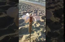 Wiatraczek na plaży - DIY