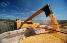 Spadek notowania większości zbóż na światowych rynkach