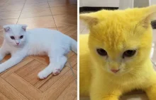 Używa kurkumy do infekcji grzybiczej swojego kota, a kot przypadkowo żółknie