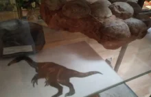 Jaja i gniazdo dinozaura i inne atrakcje Kotliny Kłodzkiej