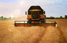 Żniwa 2020: Wysokie zbiory zbóż. Pszenica z dobrymi wynikami