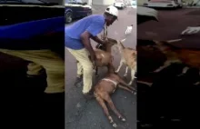 Człowiek ratuje życie kozom