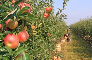 Polska potęgą produkcji jabłek. Jesteśmy największym producentem w UE