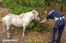 Kucyk biegający po drodze krajowej [VIDEO]