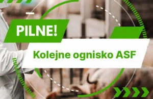 Ogniska ASF w Polsce – 5 kolejnych gospodarstw zakażonych wirusem ASF!