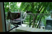 Ptak ukradł stanik z balkonu mieszkanki Singapuru