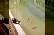 Kot złowił rybę bez wędki