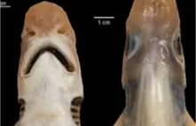 Rekin bez skóry i zębów został złapany w morzu u wybrzeży Sardynii
