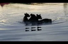 Rzeka i... trzy niedźwiadki przewożone przez mamę