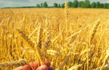 Nowe szczyty notowań zbóż na światowych rynkach - Analizy i komentarze