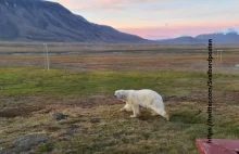 Niedźwiedź polarny zabił turystę na Spitsbergenie.