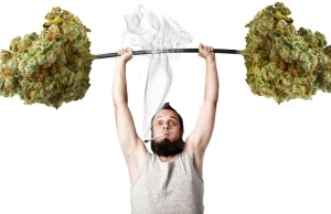 Jak palenie marihuany wpływa na trening siłowy i proces budowy masy mięśniowej?