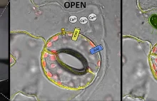 Odkrycie kluczowego białka układu odpornościowego roślin