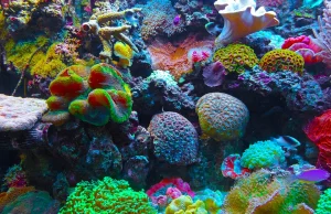 ONZ wzywa do zwiększenia ochrony raf koralowych po katastrofie koło Mauritiusa