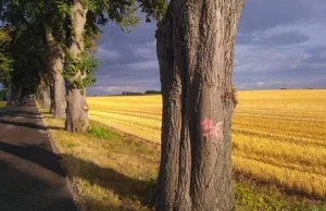 Prawie 300 wiekowych drzew w drodze do Dębek może zostać ściętych