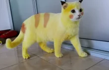 Kurkuma zamieniła białego kota w „Pikachu” i wyleczyła go z grzybicy
