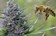 Czy konopie uratują pszczoły? Przełomowe odkrycie polskich naukowców | |...