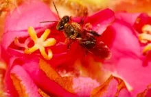 Brazylijscy naukowcy zsekwencjonowali genom rodzimej pszczoły bezżądłowej