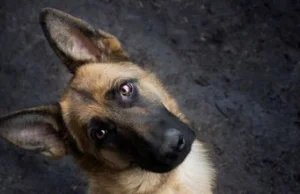 Sąd w Elblągu: właścicielka ukarana za szczekanie jej psa