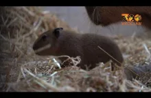 We Wrocławskim ZOO urodziły się kapibary!