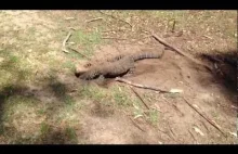 Australijska jaszczurka połyka królika na polu golfowym