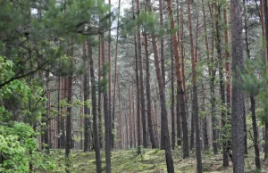 Stan polskich lasów coraz lepszy. W 10 lat przybyło 25 proc. drzew