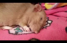 Marzenia senne u szczura