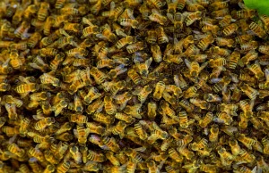 Lek na raka piersi od pszczół? Nowe badania