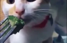 Zabawna reakcja kota na brokuły