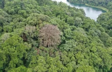 Badanie: pioruny zabijają rocznie ok 200 mln drzew w lasach tropikalnych