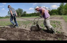 How to Hilling Potatoes with Homemade Plow / Potato Cultivation in 2020