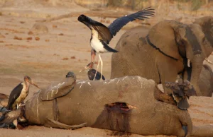 Zimbabwe zezwala Chińczykom na budowę kopalni w parku narodowym Hwange