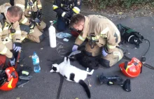 Strażacy wyciągnęli koty z płonącego mieszkania. "Dla nas każde serce bije...