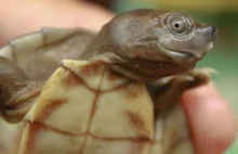 Udało się uratować uśmiechniętego żółwia.Przyszłość gatunku wciąż wisi na włosku
