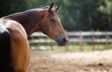 Konie pomogą w walce z koronawirusem? Pobrano ich przeciwciała