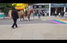 HOMOFOBICZNE konie boją się przejść po Tęczy