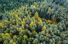 Rośliny mogą wskazać, gdzie leżą ludzkie zwłoki