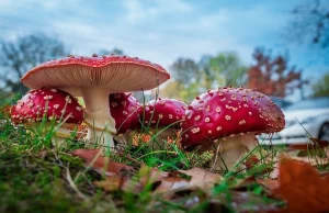 Srebrna łyżeczka i alkohol Cię nie uchronią! Najbardziej trujące grzyby...