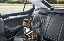 Jak bezpiecznie przewieźć psa lub kota w samochodzie?