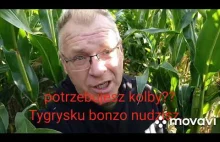 Tiger Bonzo nudzi... błądzi... hahaha