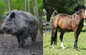 Myśliwy zastrzelił konia, bo pomylił go z dzikiem