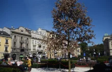 Dąb na odnowionym Placu św. Ducha w Krakowie usechł? „Zaburzenia wegetacji”