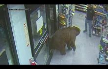 Wygłodzony niedźwiedź przyszedł na jedzenie do sklepu