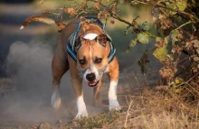 Dwa amstaffy rozszarpały jamnika na Plantach w Krakowie. Jest...